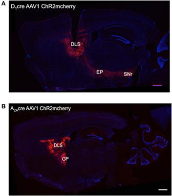 Bidirectional Control of Reversal in a Dual Action Task by Direct and Indirect Pathway Activation in the Dorsolateral Striatum in Mice